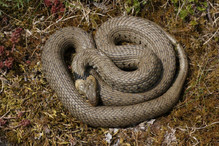 La couleuvre à collier, un serpent très calme et semi-aquati ... Image 1