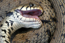 La couleuvre à collier, un serpent très calme et semi-aquati ... Image 2