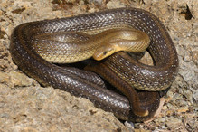 La couleuvre d'Esculape, le plus grand serpent de notre faun ... Image 1