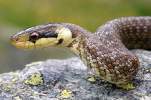 La couleuvre d'Esculape, le plus grand serpent de notre faun ... Image 3