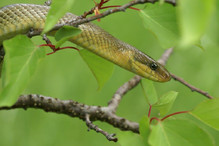La couleuvre d'Esculape, le plus grand serpent de notre faun ... Image 2
