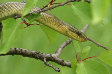 La couleuvre d'Esculape, le plus grand serpent de notre faun ... Bild 2