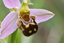 Insectes ou orchidées ? Image 3