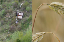 Le moulin de Randonnaz-Chiboz-Beudon (2e partie) - La Renais ... Image 9