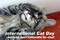 8 août - Journée internationale du chat Bild 1