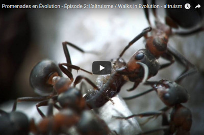 Promenade en Evolution - Episode 2: L'altruisme Image 1