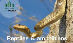 Le monde des reptiles et amphibiens Bild 1