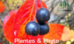 La chronique &quot;Fruits, plantes et phytothérapie&quot; Image 1