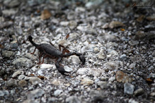 Euscorpius italicus, notre petit scorpion valaisan Image 4