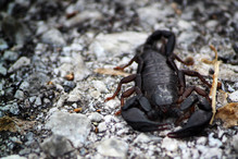 Euscorpius italicus, notre petit scorpion valaisan Image 5