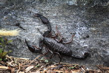 Euscorpius italicus, notre petit scorpion valaisan Image 6
