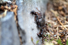 Euscorpius italicus, notre petit scorpion valaisan Image 1