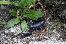 Euscorpius italicus, notre petit scorpion valaisan Image 2
