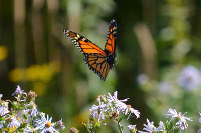 Biodiversité, ... certaines espèces s’adaptent au changement ... Bild 1