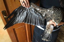 Accueils et soins des oiseaux sauvages en Valais Image 3