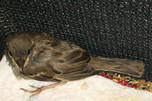 Accueils et soins des oiseaux sauvages en Valais Bild 5