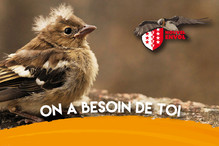 Accueils et soins des oiseaux sauvages en Valais Bild 2