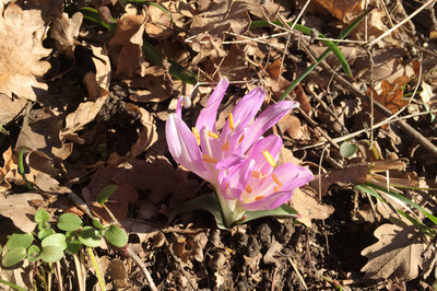 Les premiers « bulbocodes du printemps » ont fleuri aux Foll ... Bild 1