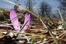 Les premiers « bulbocodes du printemps » ont fleuri aux Foll ... Image 6
