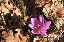 Les premiers « bulbocodes du printemps » ont fleuri aux Foll ... Image 3