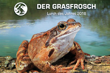 La grenouille rousse, amphibien de l’année 2018 Image 3