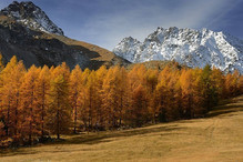 Le mélèze, l’arbre-roi des Alpes Image 1
