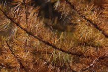 Le mélèze, l’arbre-roi des Alpes Image 2