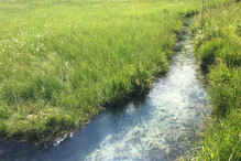 A l’embouchure du bisse de Champex, un bas-marais Image 4