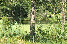 A l’embouchure du bisse de Champex, un bas-marais Image 5