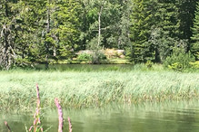 A l’embouchure du bisse de Champex, un bas-marais Image 6