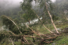 La forêt, un rôle protecteur longtemps sous-estimé en Valais Image 1