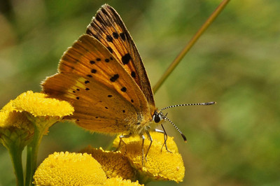 Le Laggintal, paradis des papillons Image 1