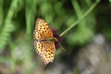 Le Laggintal, paradis des papillons Image 5