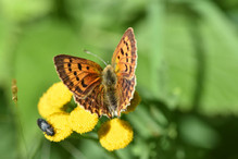 Le Laggintal, paradis des papillons Image 11