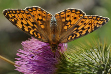 Le Laggintal, paradis des papillons Image 20