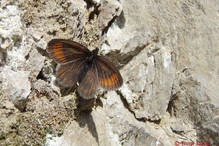 Le Laggintal, paradis des papillons Image 24