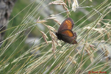 Le Laggintal, paradis des papillons Image 25
