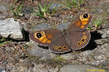 Le Laggintal, paradis des papillons Image 27