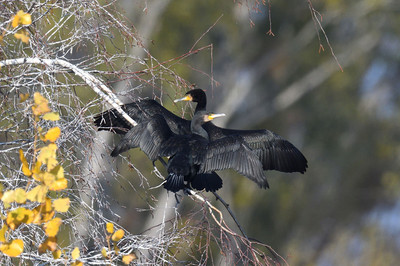 Des perches pour les Grands Cormorans Bild 1