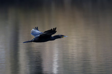 Des perches pour les Grands Cormorans Bild 5