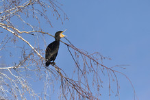 Des perches pour les Grands Cormorans Image 1