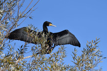 Des perches pour les Grands Cormorans Image 2