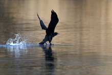 Des perches pour les Grands Cormorans Image 3