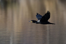 Des perches pour les Grands Cormorans Image 4