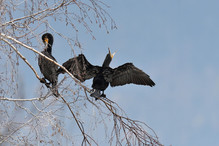 Des perches pour les Grands Cormorans Image 6