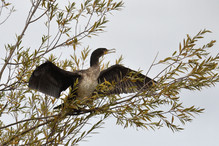Des perches pour les Grands Cormorans Image 7