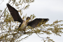 Des perches pour les Grands Cormorans Bild 8