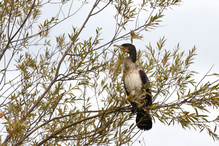 Des perches pour les Grands Cormorans Bild 9
