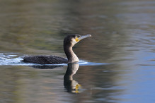 Des perches pour les Grands Cormorans Image 10