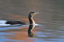 Des perches pour les Grands Cormorans Image 11